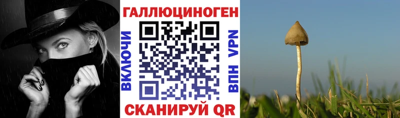 Купить где  Тында  Галлюциногенные грибы GOLDEN TEACHER 